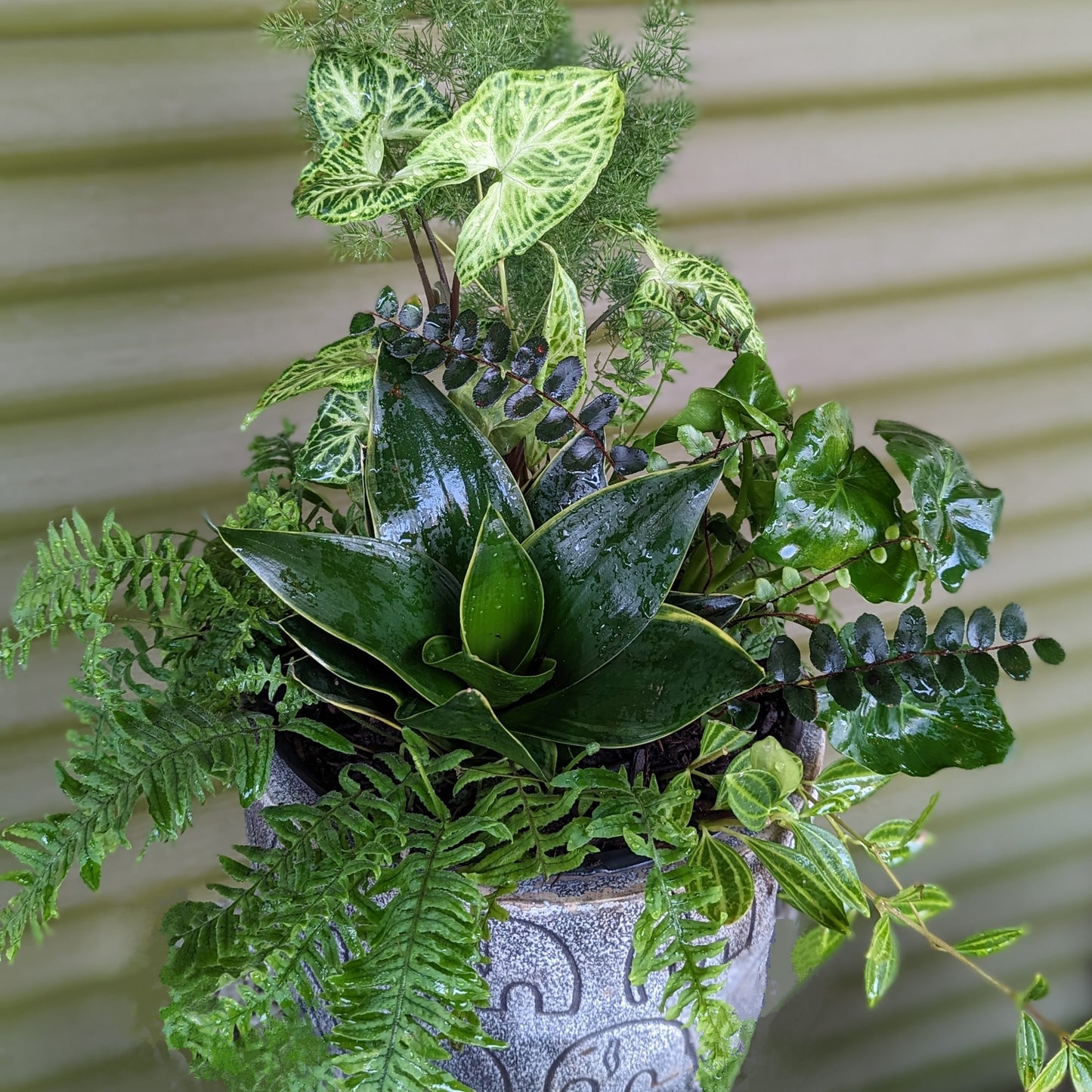 Statement Plants