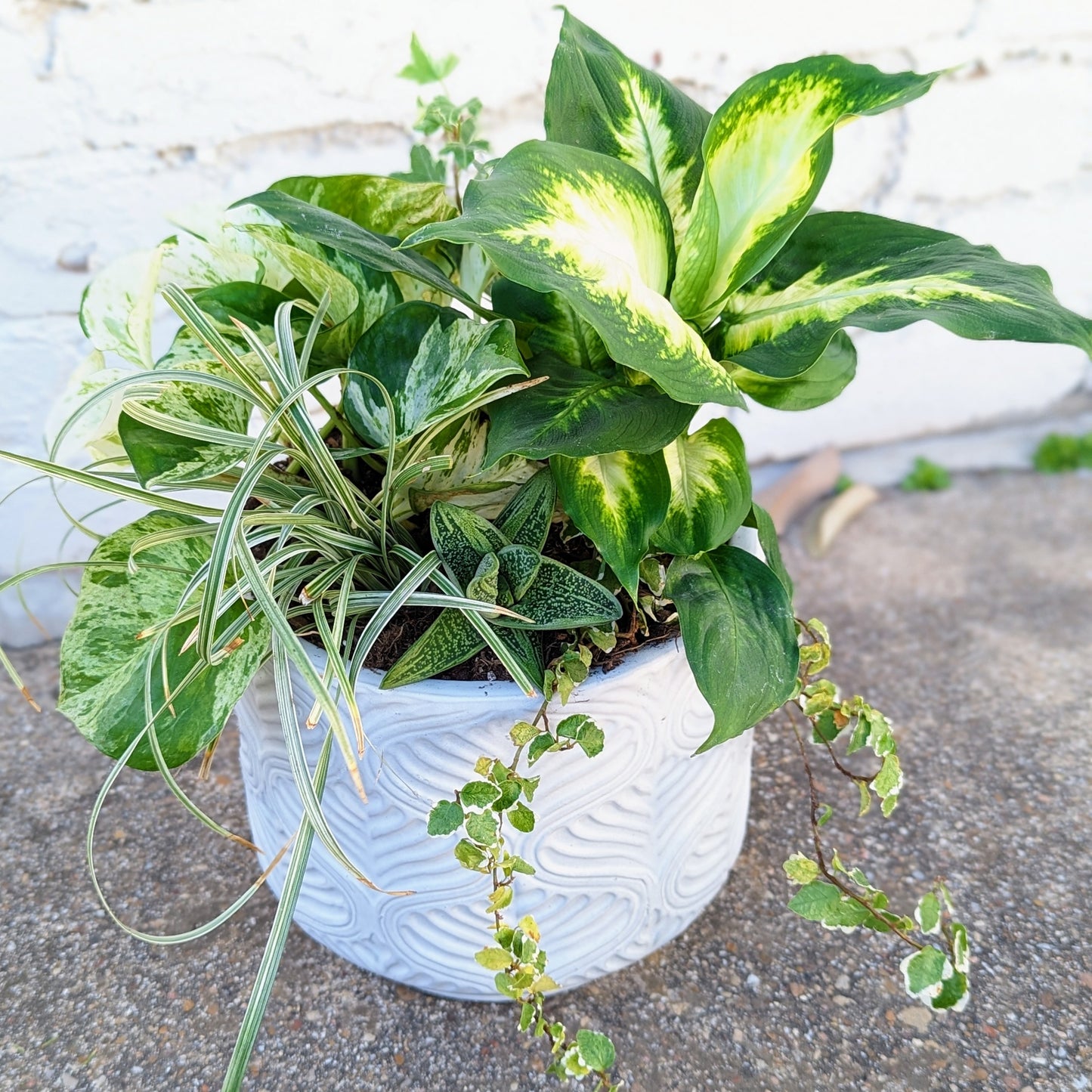 Statement Plants