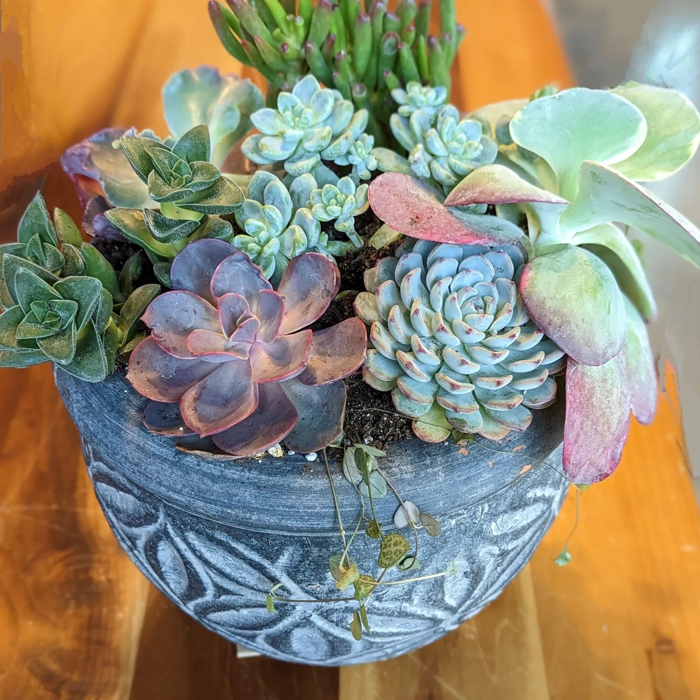Statement Plants