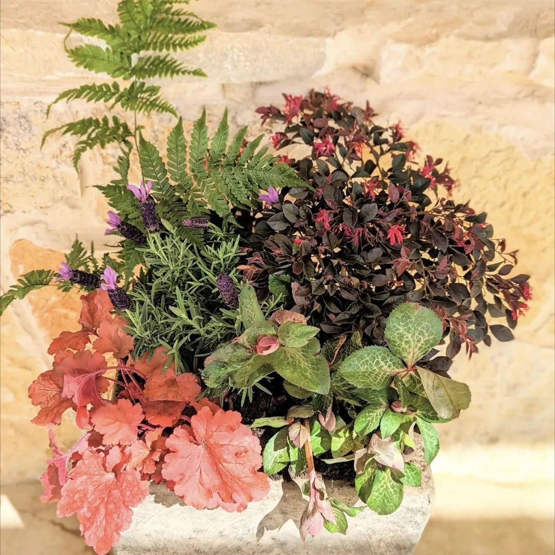 Custom Plant Arrangements