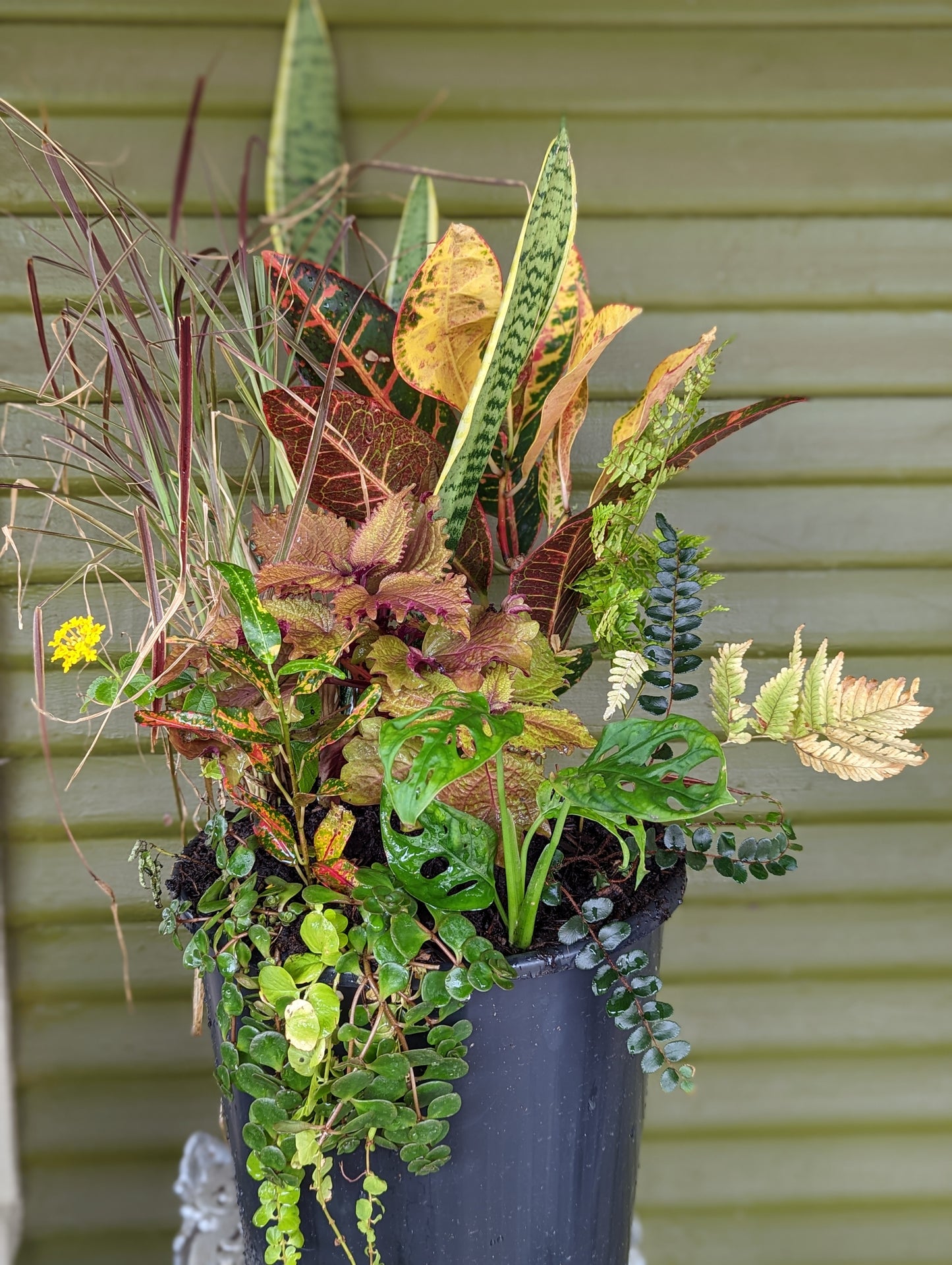 Statement Plants