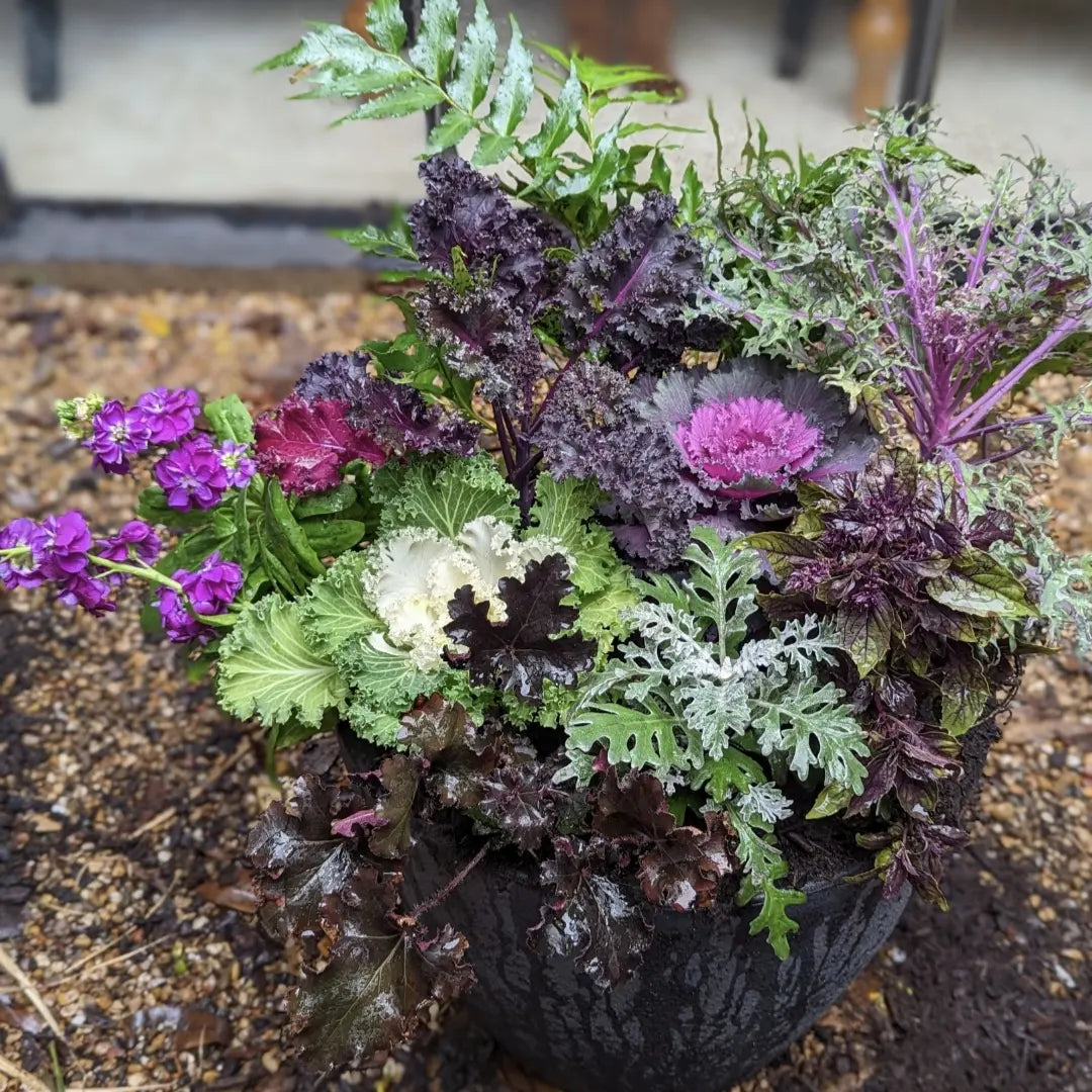 Custom Plant Arrangements