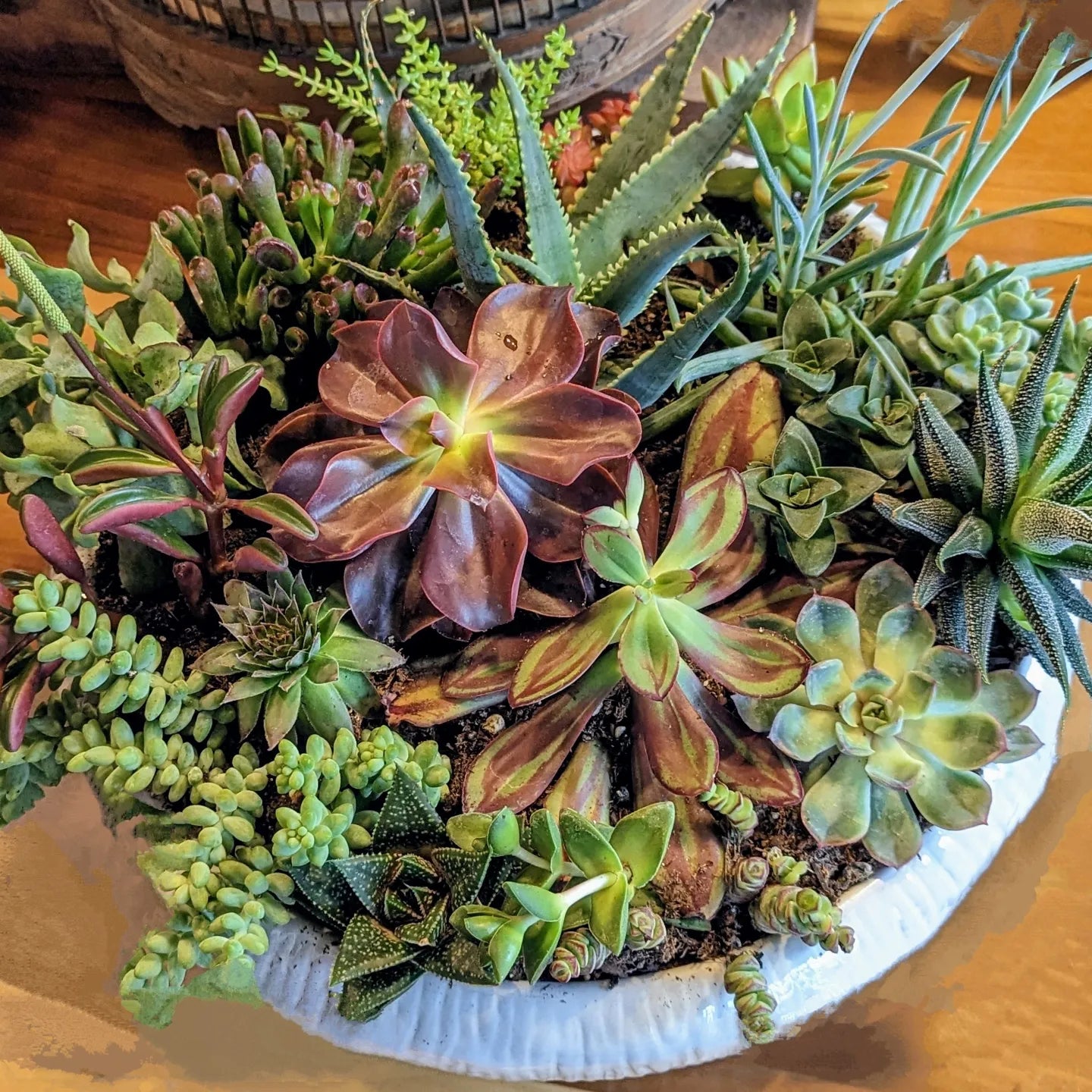 Custom Plant Arrangements