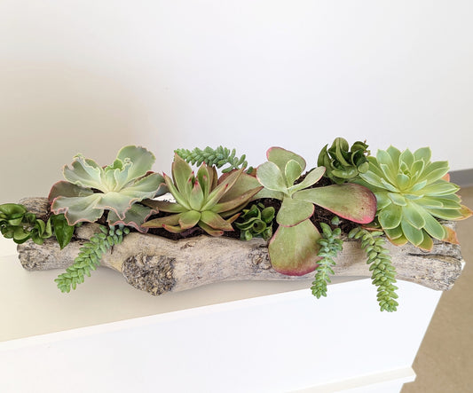Custom Plant Arrangements