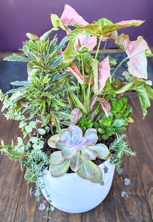 Playful Plants