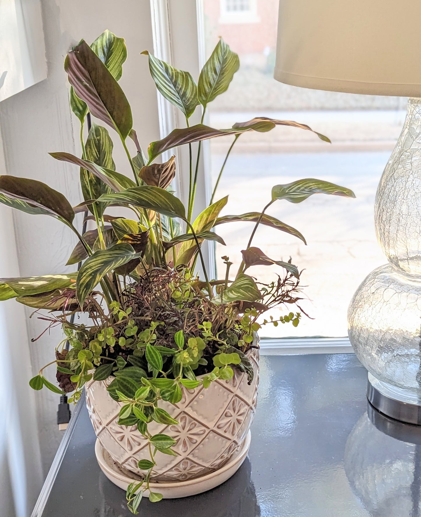 Playful Plants